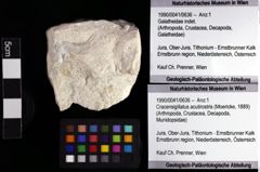 Foto (Objket + Etiketten) von Cracensigillatus acutirostris (Moericke, 1889) 